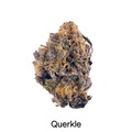 Enchères: Auction - Querkle (Purple Urkle x Space Queen) - 12 Regs