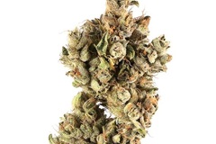 Vente: Pre 98 Bubba Kush - 12 Regs