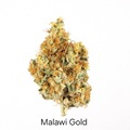 Enchères: Auction - Malawi Gold - 12 Regs