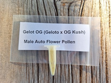 Vente: Gelot OG (Geloto x OG Kush) Male Auto Flower Pollen