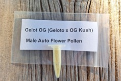 Vente: Gelot OG (Geloto x OG Kush) Male Auto Flower Pollen