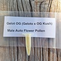 Vente: Gelot OG (Geloto x OG Kush) Male Auto Flower Pollen