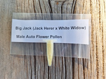 Sell: Big Jack (Jack Herer x White Widow) Male Auto Flower Pollen