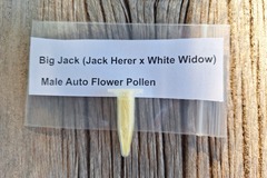 Venta: Big Jack (Jack Herer x White Widow) Male Auto Flower Pollen