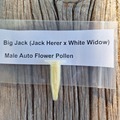 Venta: Big Jack (Jack Herer x White Widow) Male Auto Flower Pollen