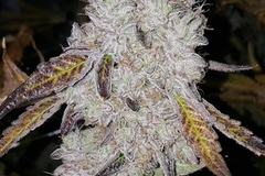 Vente: Seed junky’s Wedding cake F4