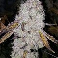 Venta: Seed junky’s Wedding cake F4