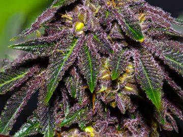 Vente: Queen of the South F3 (regular seeds)