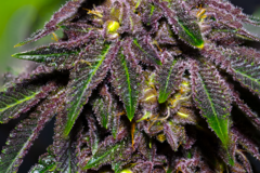 Vente: Queen of the South F3 (regular seeds)