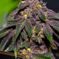 Vente: Queen of the South F3 (regular seeds)