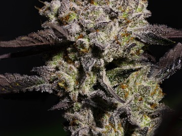 Auction: *AUCTION* Starfox 1 (Fem seeds)