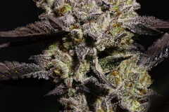 Auction: *AUCTION* Starfox 1 (Fem seeds)