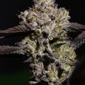 Auction: *AUCTION* Starfox 1 (Fem seeds)