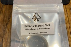 Sell: CSI HUMBOLDT - SHERBERT S1