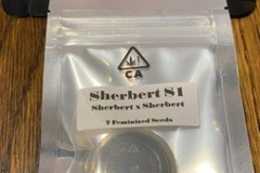 Vente: CSI HUMBOLDT - SHERBERT S1