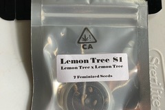Sell: CSI HUMBOLDT - LEMON TREE S1