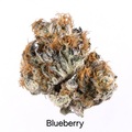 Vente: Blueberry - 12 Regs