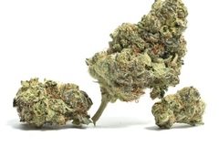 Vente: Lemon Skunk - 6 Fems