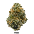 Auction: Auction - Haze - 12 Regs