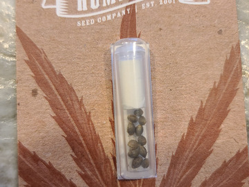 Venta: Humoldt Seed Company Sour Diesel