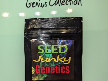 Venta: SeedJunky Genetics - Zkittlez x Kush Mints #11