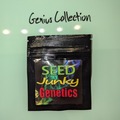 Sell: SeedJunky Genetics - Zkittlez x Kush Mints #11