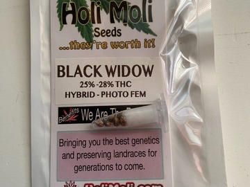 Sell: 6 FEMINIZED BLACK WIDOW SEEDS