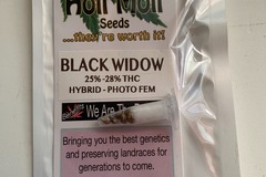 Vente: 6 FEMINIZED BLACK WIDOW SEEDS