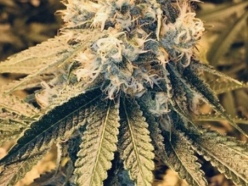 Venta: African Grape Haze F2