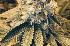 Vente: African Grape Haze F2