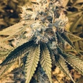 Vente: African Grape Haze F2