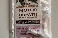 Vente: 6 FEMINIZED MOTOR BREATH SEEDS