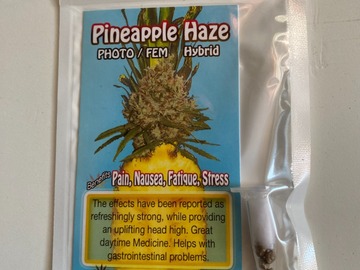 Vente: 6 FEMINIZED PINEAPPLE HAZE SEEDS