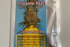 Vente: 6 FEMINIZED PINEAPPLE HAZE SEEDS