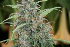 Auction: Auction - Rishi Kush - 12 Regs