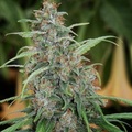 Auction: Auction - Rishi Kush - 12 Regs