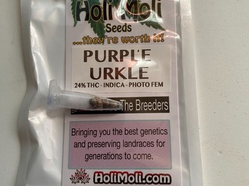 Sell: 6 FEMINIZED PURPLE URKLE SEEDS