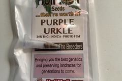 Sell: 6 FEMINIZED PURPLE URKLE SEEDS