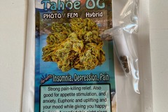 Sell: 6 FEMINIZED TAHOE OG SEEDS