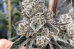 Vente: 3rd coast Pure Michigan F2