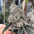 Vente: 3rd coast Pure Michigan F2