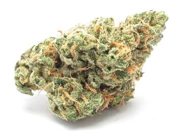 Venta: Santa Cruz Blue Dream Clone Only (August event release)