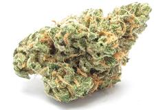 Venta: Santa Cruz Blue Dream Clone Only (August event release)