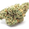 Vente: Santa Cruz Blue Dream Clone Only (August event release)