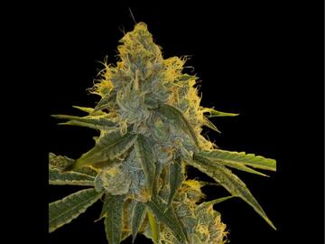 Vente: Skywalker OG