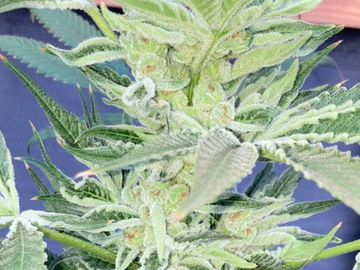 Vente: Grape Stomper OG BX F2