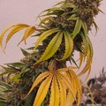 Vente: Inkognyto Genetics – UNCLE BLUEBERRY