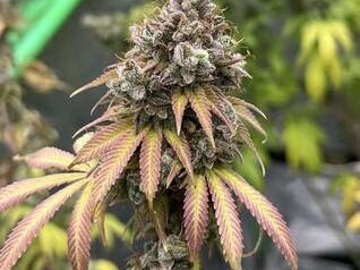 Vente: Inkognyto Genetics – Jedi Mind Tricks