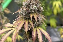 Vente: Inkognyto Genetics – Jedi Mind Tricks