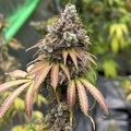 Vente: Inkognyto Genetics – Jedi Mind Tricks